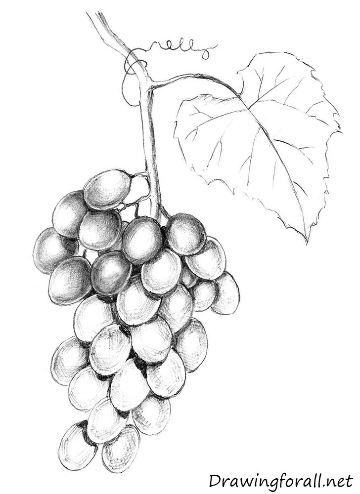 How to Draw Grapes