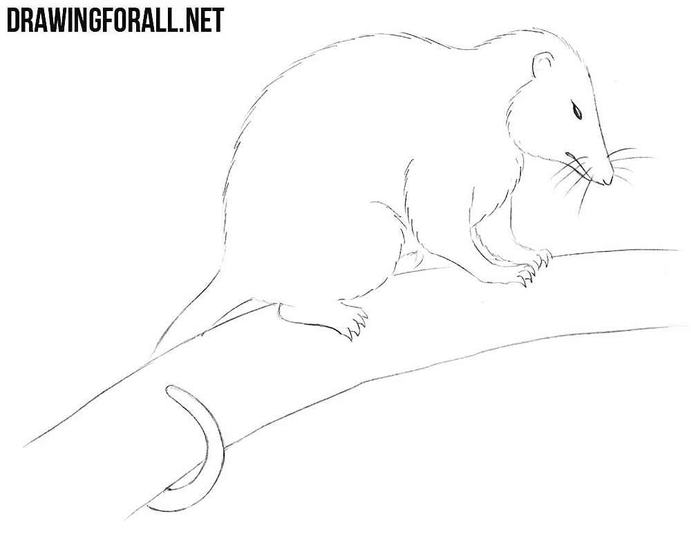 How to Draw an Opossum | Drawingforall.net
