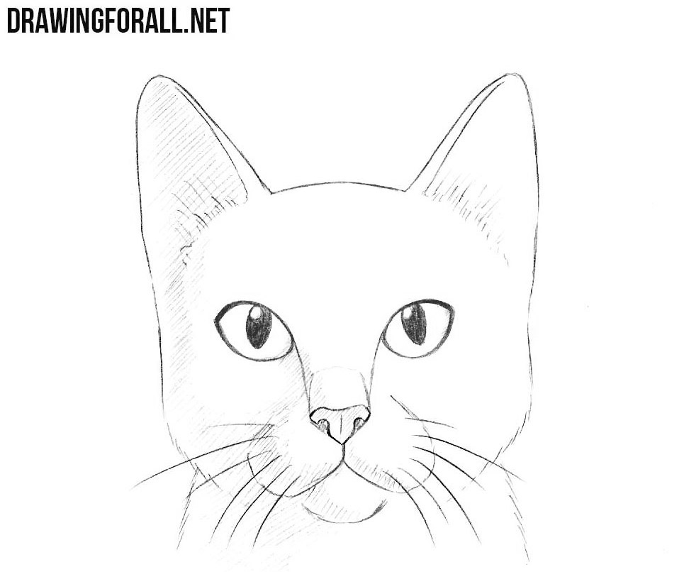 How to Draw a Cat Head | Drawingforall.net