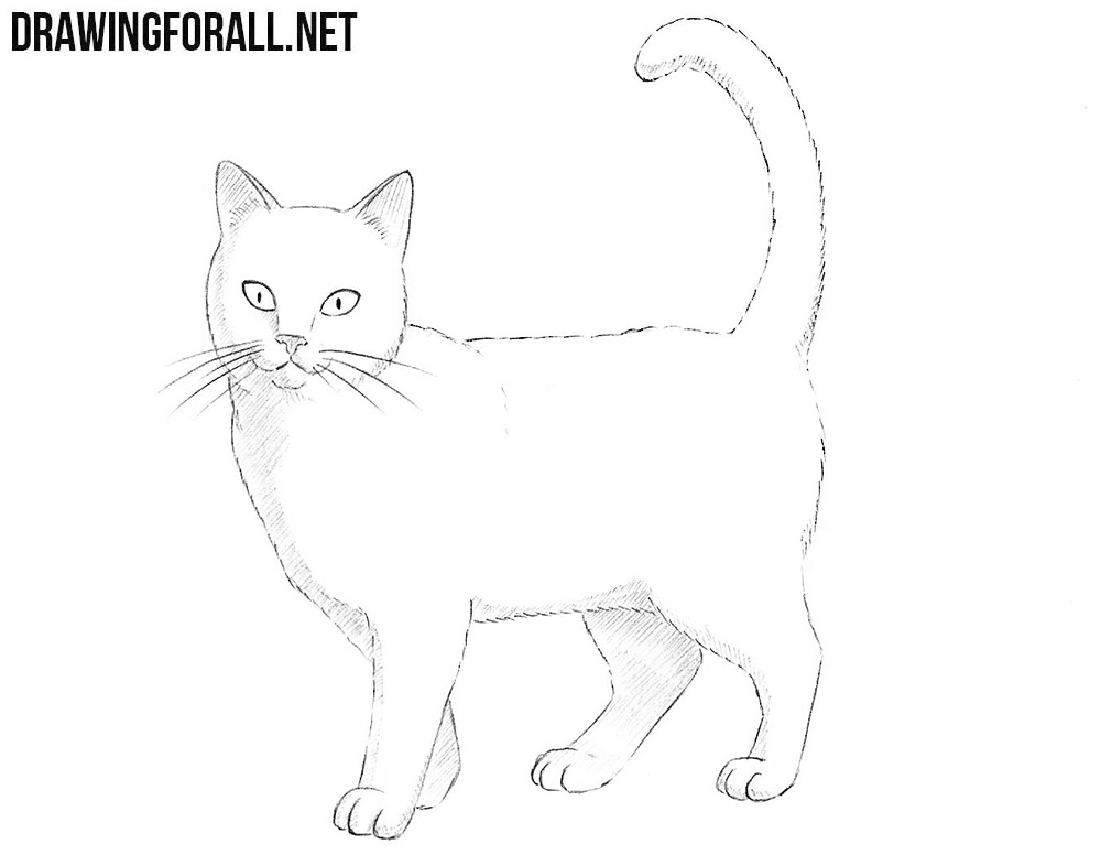 how to draw a cat easy realistic
