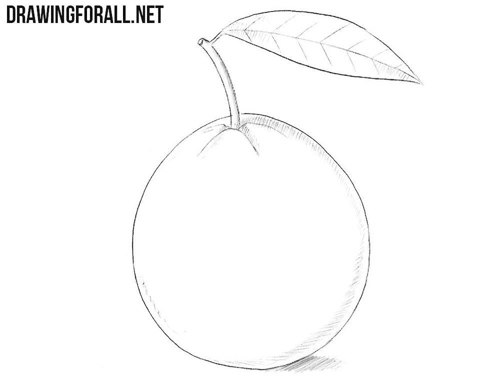 How to Draw a Guava | Drawingforall.net