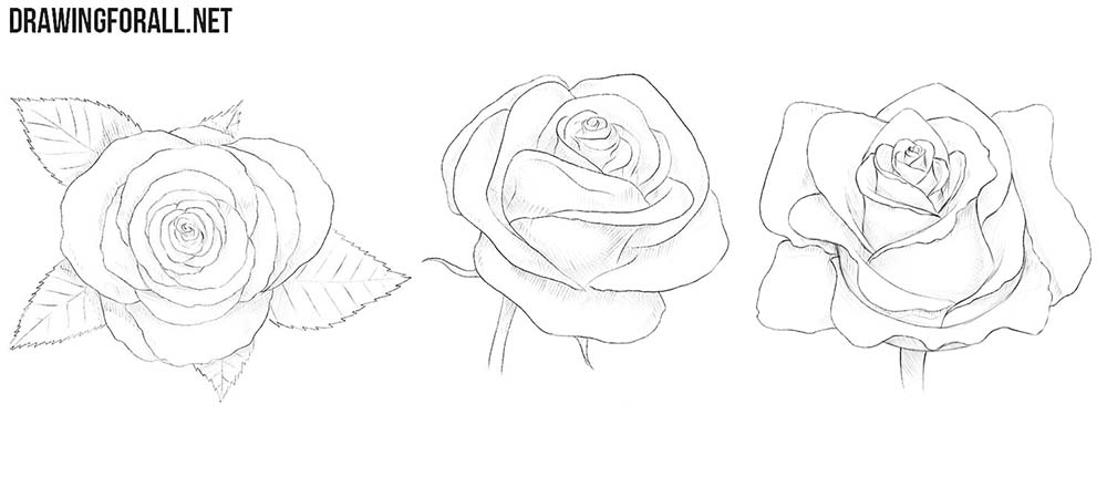  How To Draw A Rose In Steps in the year 2023 Check it out now 