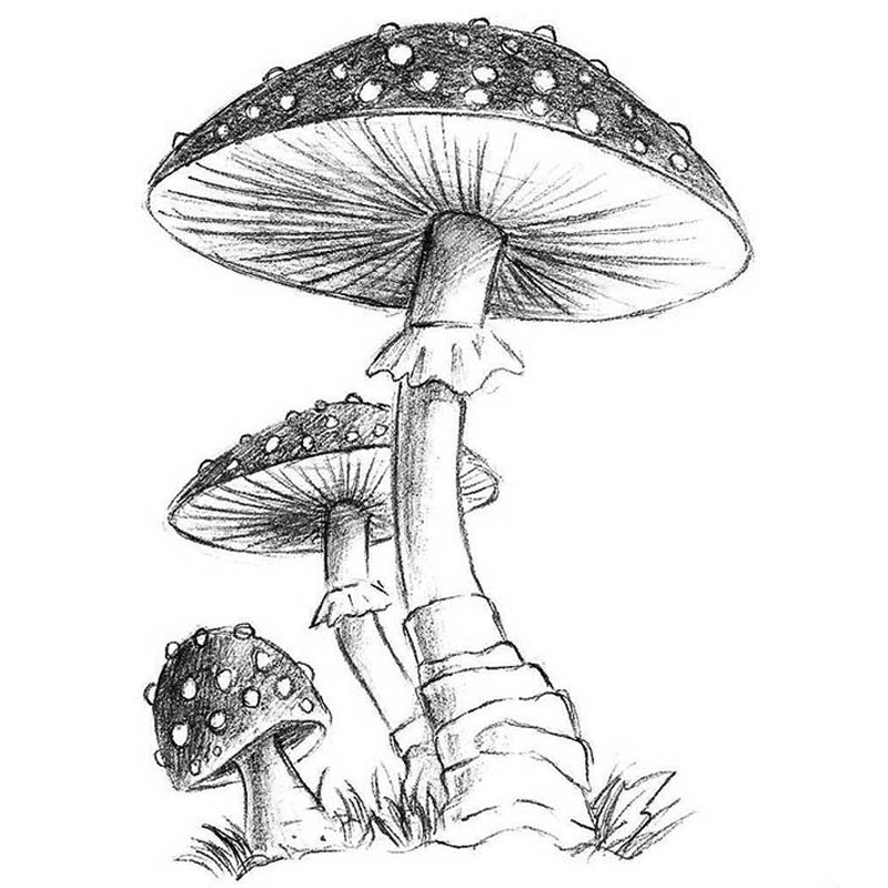 Doodle Mushroom House Drawing Outline Sketch Vector, Mushroom Drawing,  House Drawing, Wing Drawing PNG and Vector with Transparent Background for  Free Download