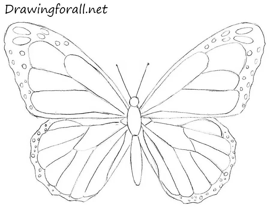 Ultimate Guide Butterfly Drawing | Caricaturespro