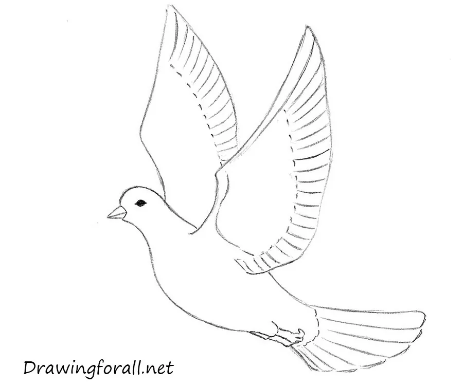 953 Realistic Drawing Dove Images Stock Photos  Vectors  Shutterstock