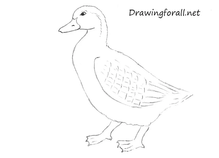 How To Draw A Duck Step by Step - [9 Easy Phase] & [Video]
