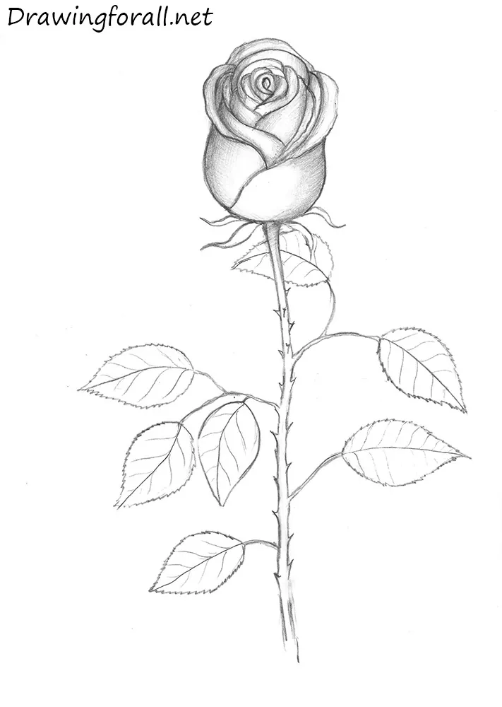 Easy Rose Drawing - Step-by-Step - PRB ARTS