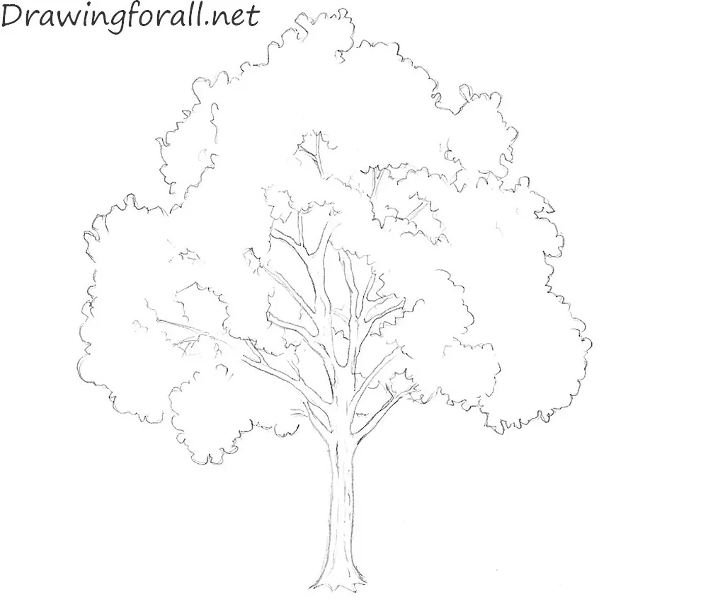 Drawing trees for kids- step by step tree drawing - The Kitchen Table  Classroom