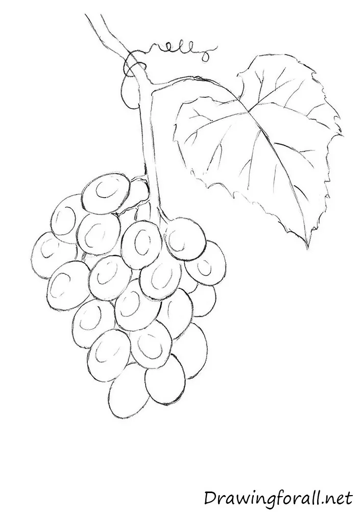 Hand drawn sketch of grapes in color isolated on white background Stock  Vector Vector And Low Budget Royalty Free Image Pic ESY056428302   agefotostock