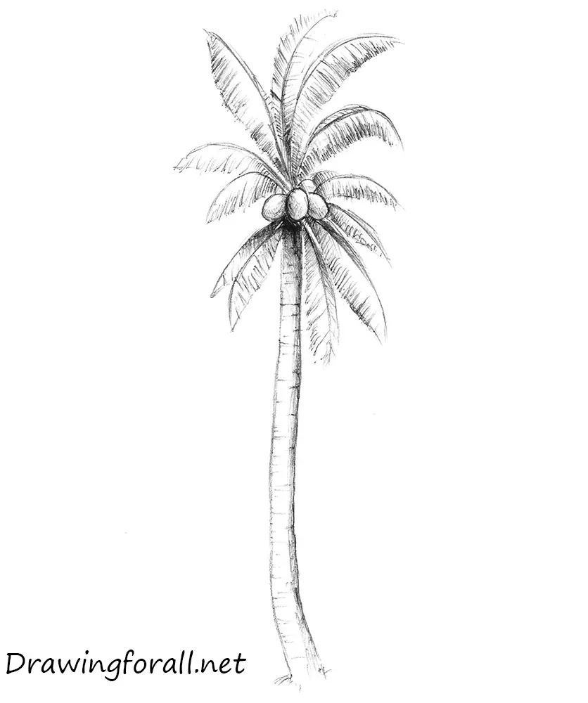 Palm Tree Drawing  How To Draw A Palm Tree Step By Step