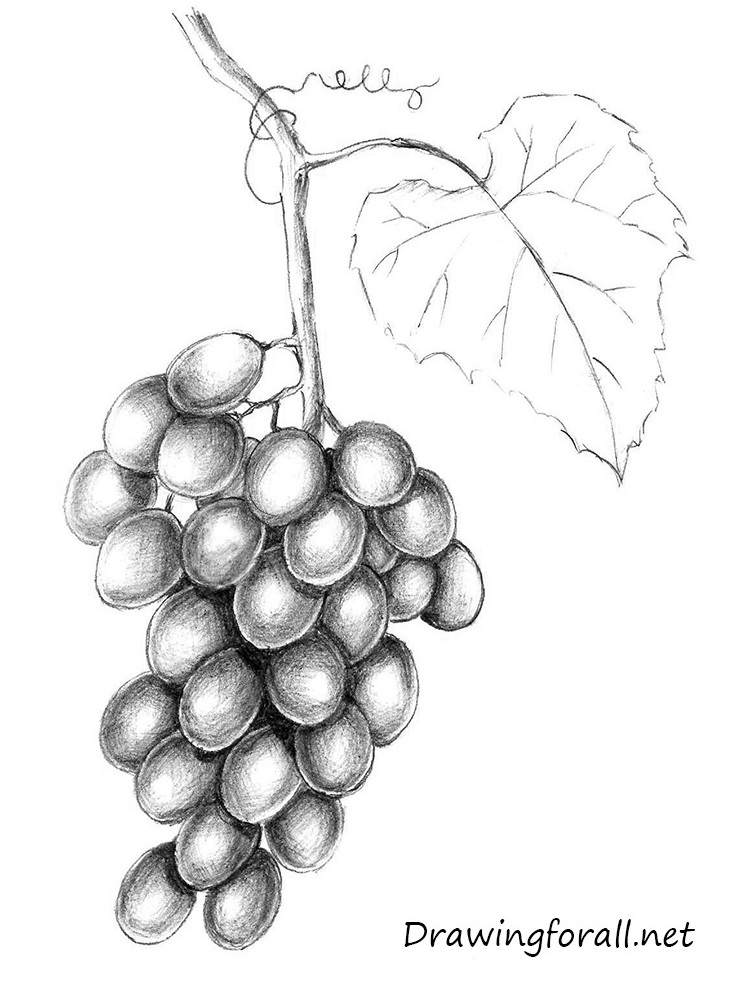 Grapes Simple Drawing How To Draw Grapes - skaterhoodies