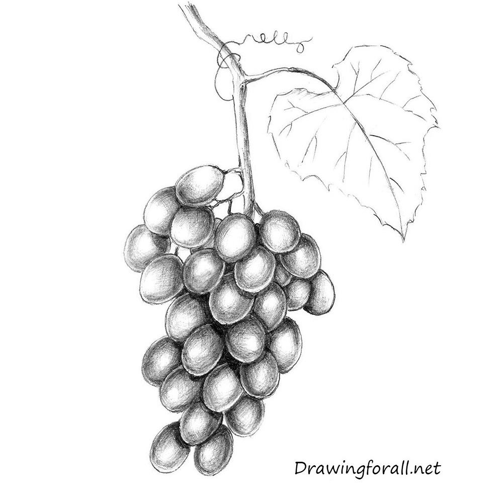 Grape Drawing with Leaves
