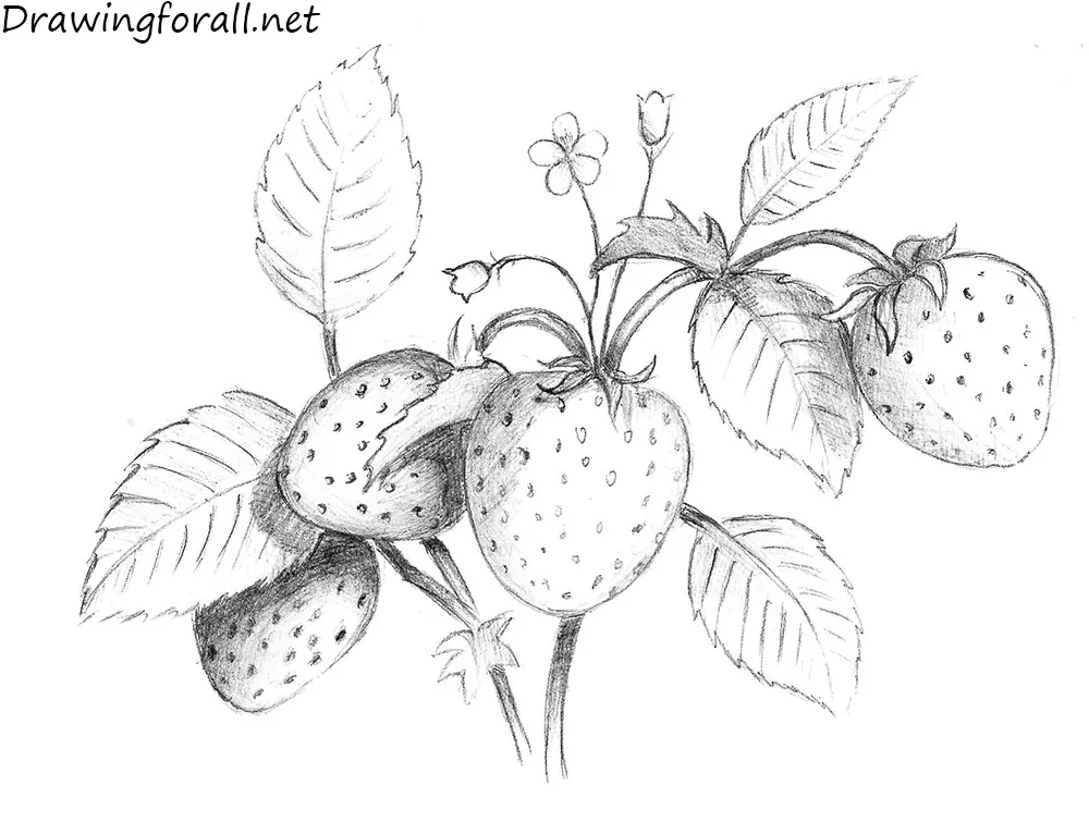 How to draw plants - quick botanical sketching | Julia Bausenhardt