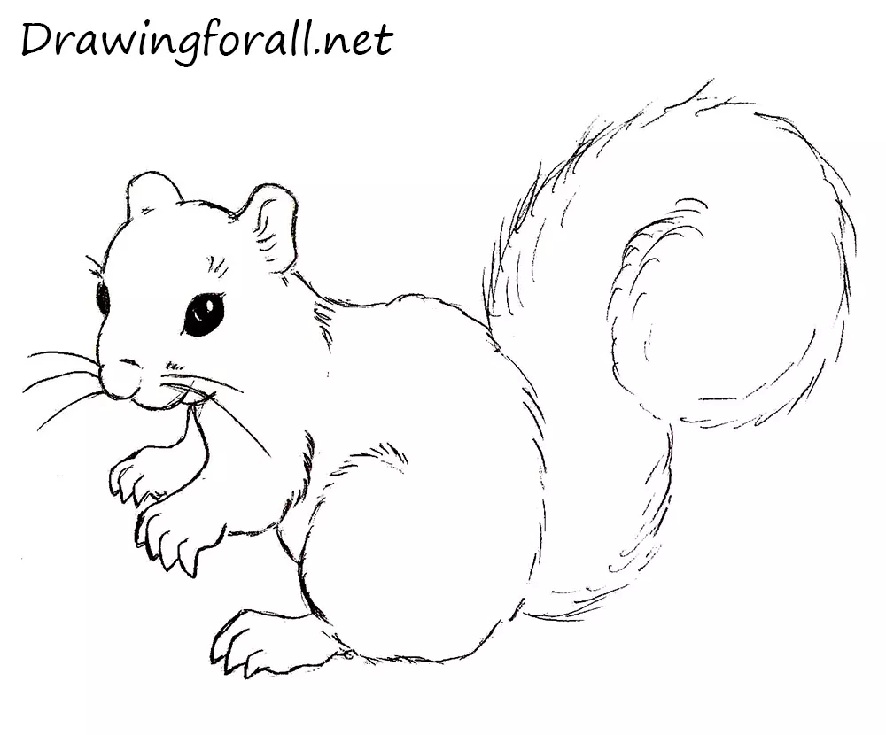 0 Squirrel drawing.jpg