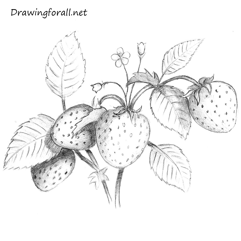 How to Draw a Strawberry Drawingforall.net