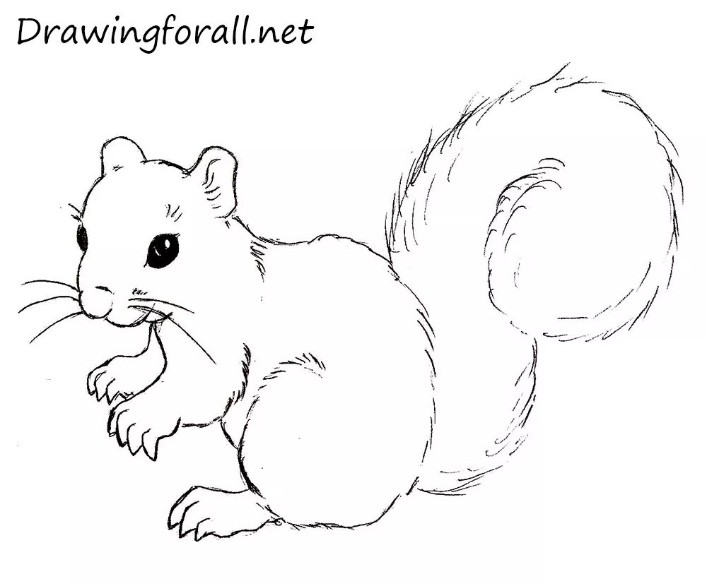 Cute Squirrel Drawing Original Hand Drawn Pencil Artwork  Pencil  Animal  Lover  Animal Artist  Fine Art  Cute squirrel Animal drawings Squirrel  art