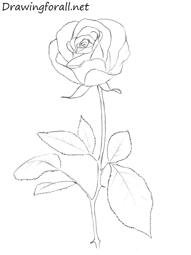 How to Draw a Rose Step by Step | Drawingforall.net