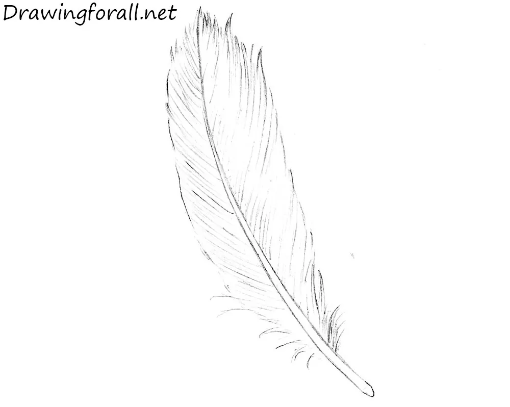 Weekly  Doodles and tuts Drawspace lesson I06 How to draw a feather