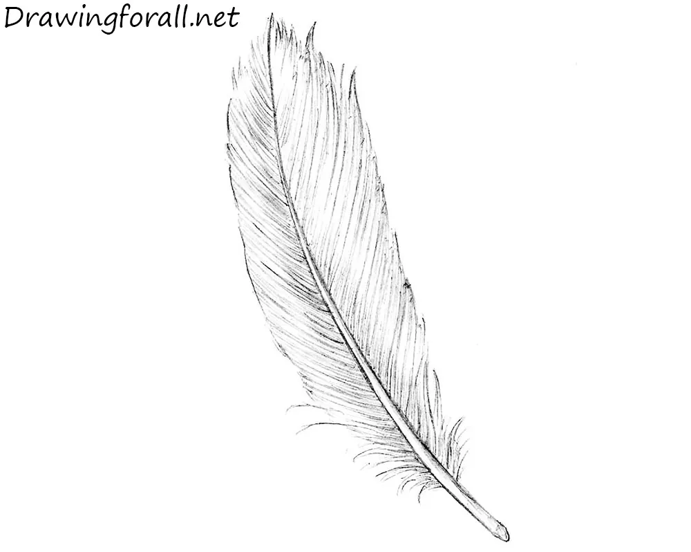How to Draw a Feather Step by Step  EasyLineDrawing