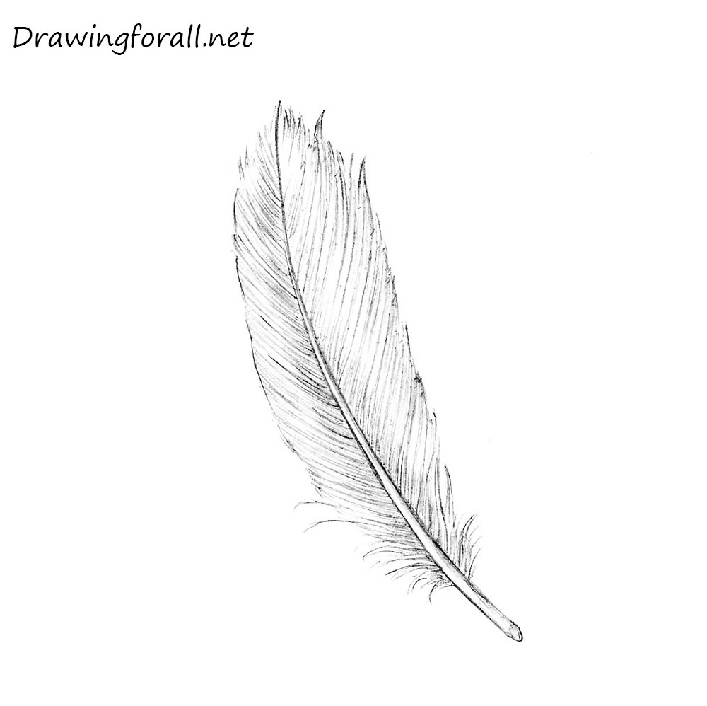 Premium Vector | Bird feather for a quill sketch feather illustration for a  tattoo design