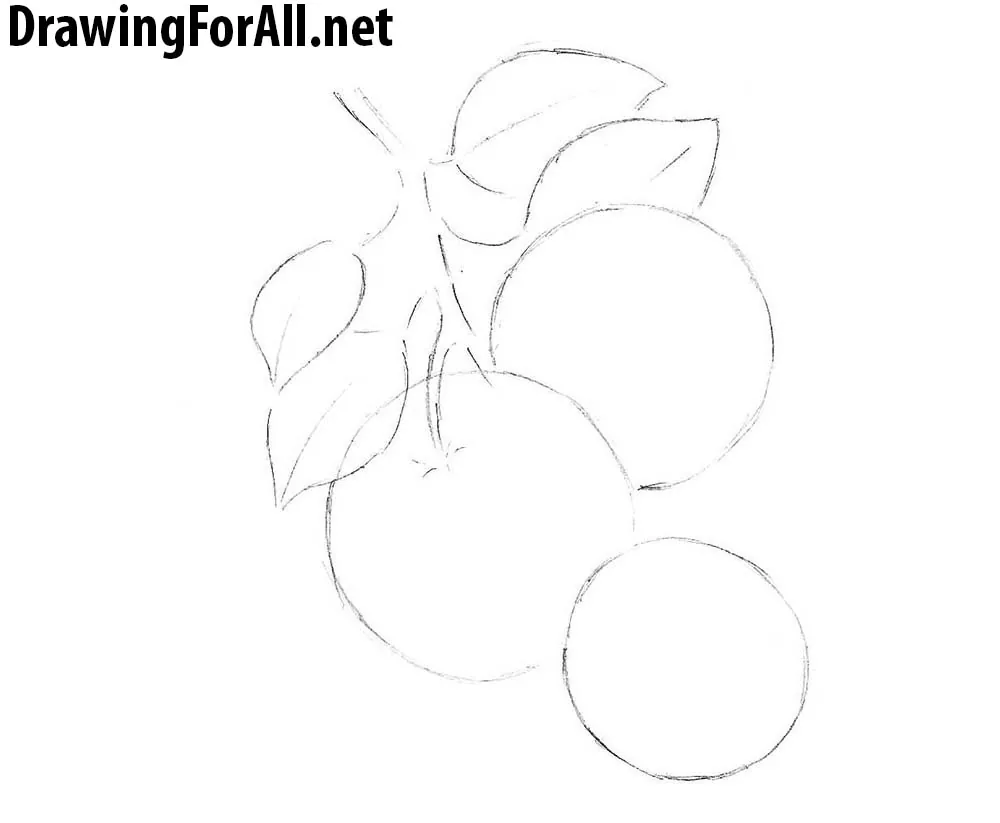 doodle freehand sketch drawing of orange fruit. 10996405 PNG