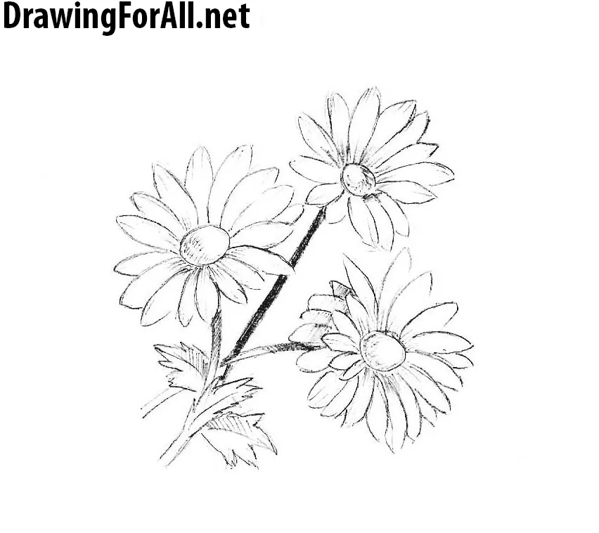 15 How to Draw Flowers StepbyStep Tutorials  Beautiful Dawn Designs  Flower  drawing Watercolor flower art Flower drawing tutorials