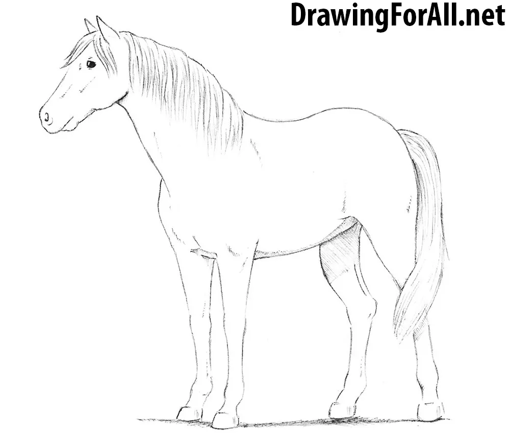 Second drawing of my second day! A horse!😅. Please keep in mind that im a  beginner and only started yesterday. : r/drawing