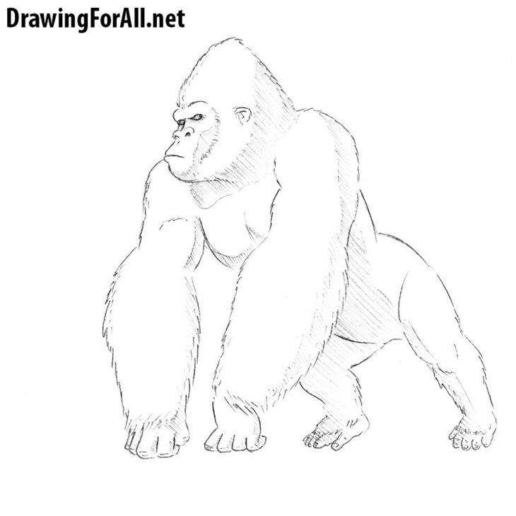 how to draw king kong | Drawingforall.net