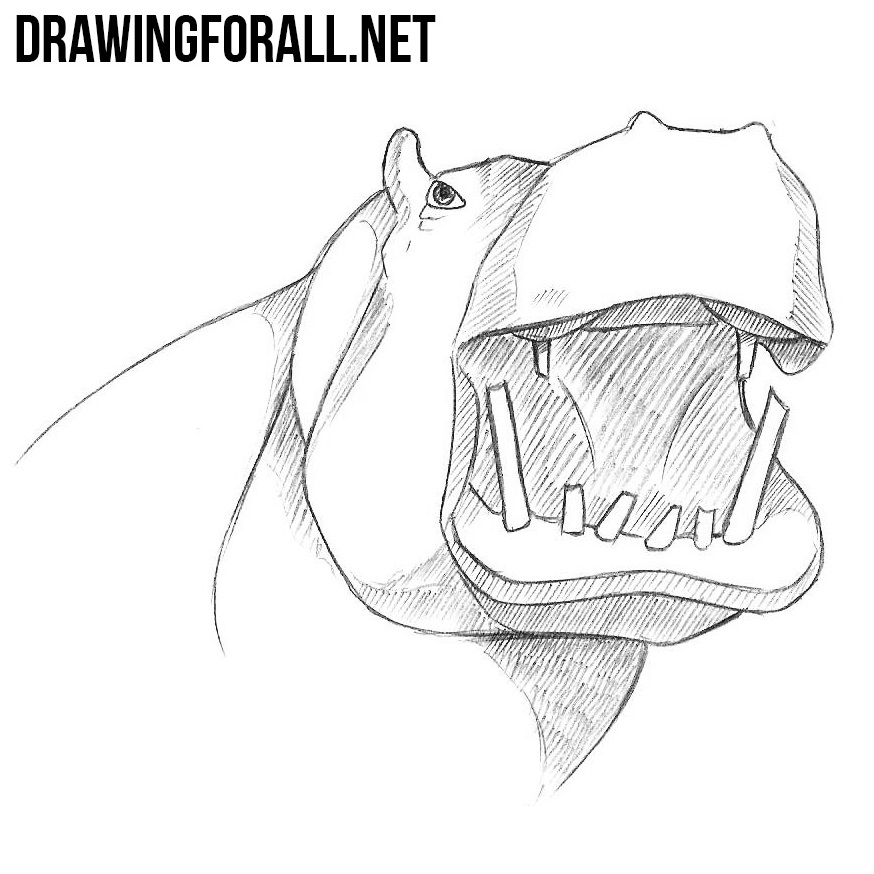 How to Draw a Hippopotamus - HelloArtsy