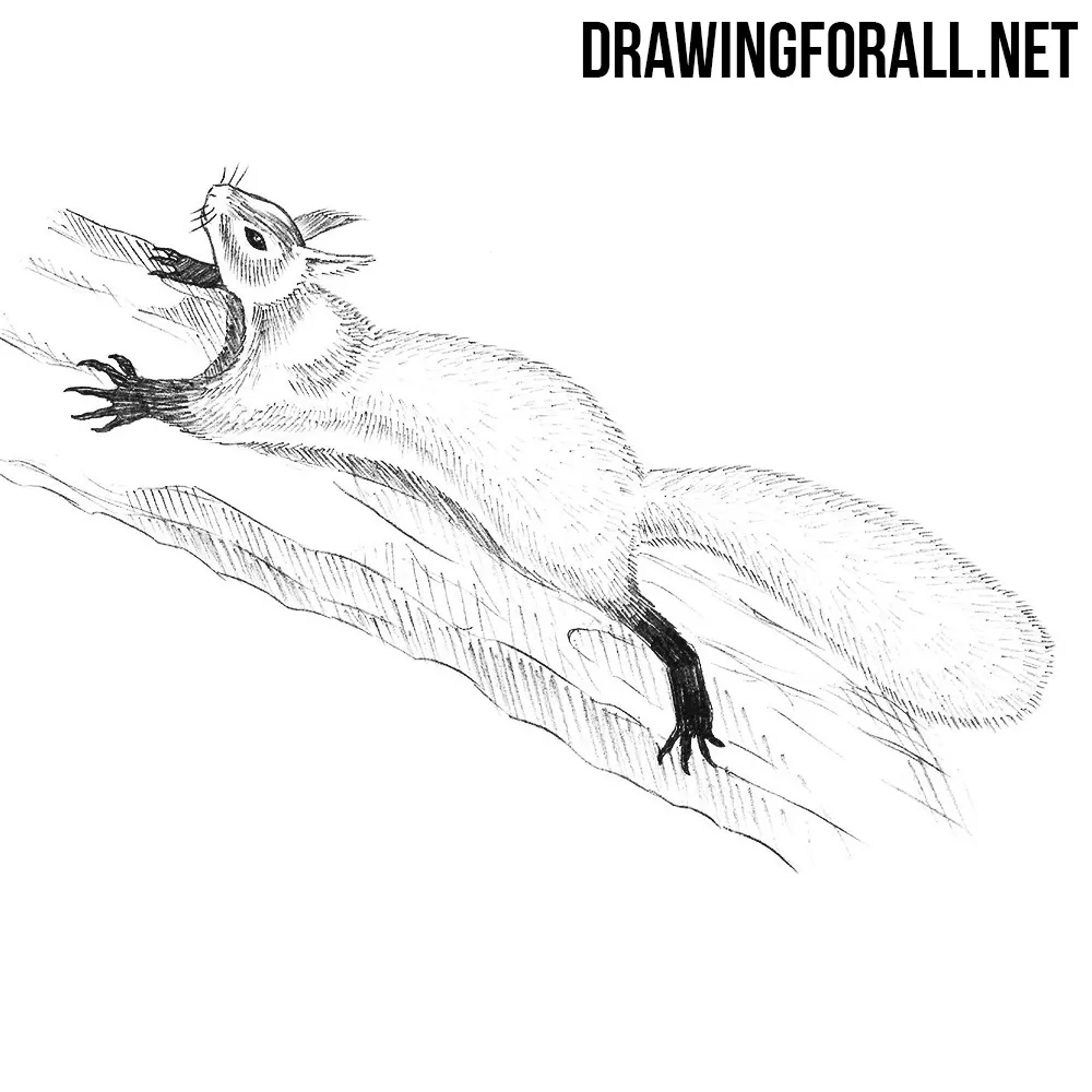 Squirrel drawing  Squirrel painting Squirrel art Charcoal art