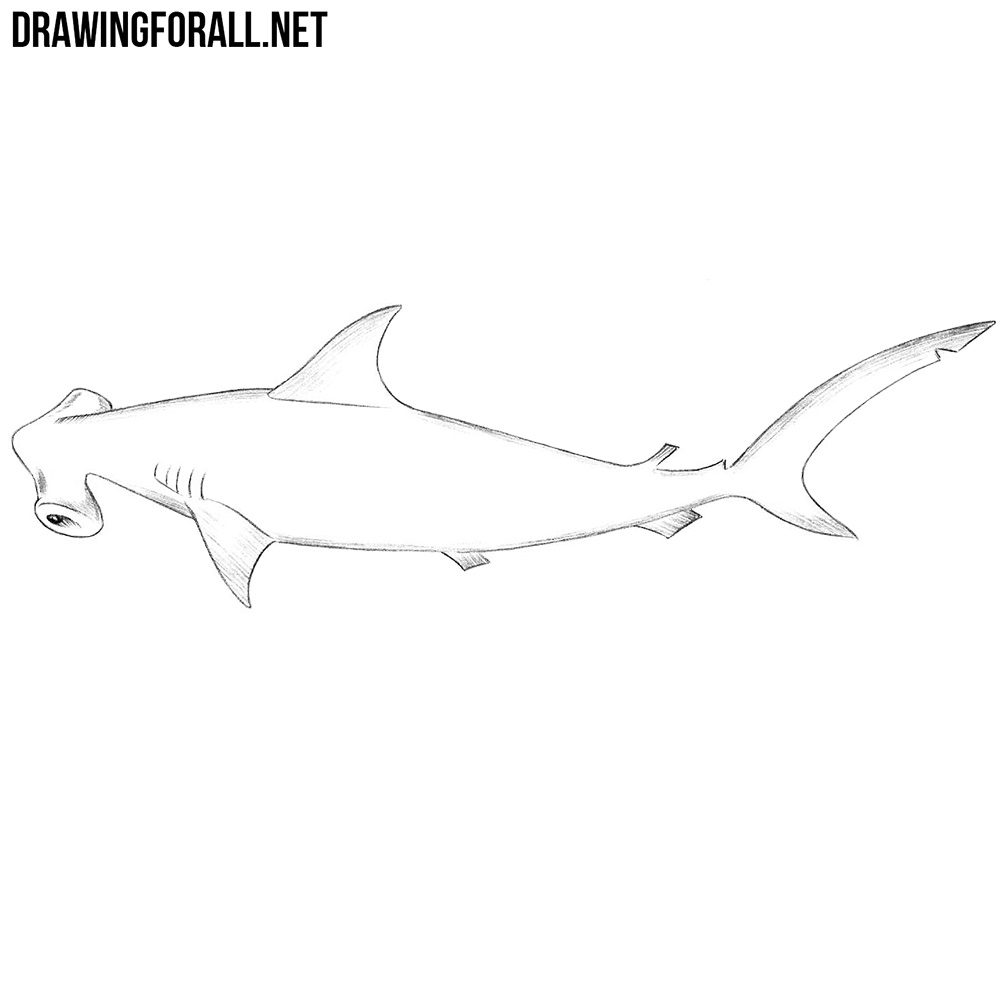 hammerhead shark drawing in pencil