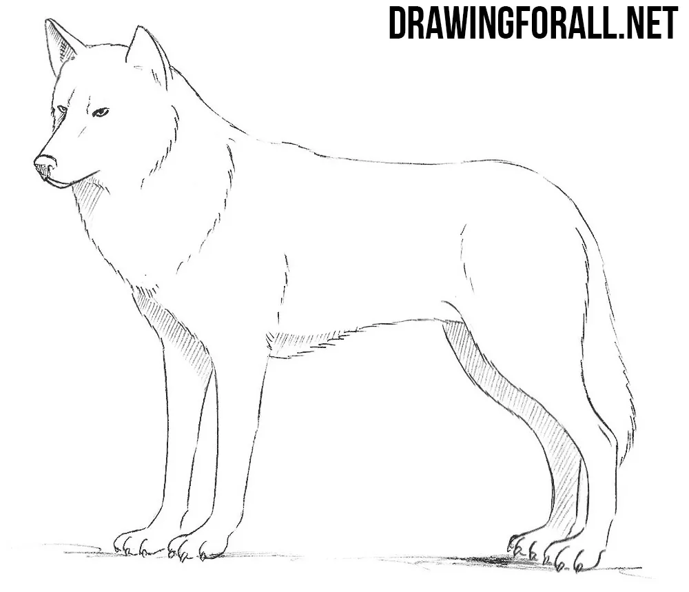 easy wolf pup drawings