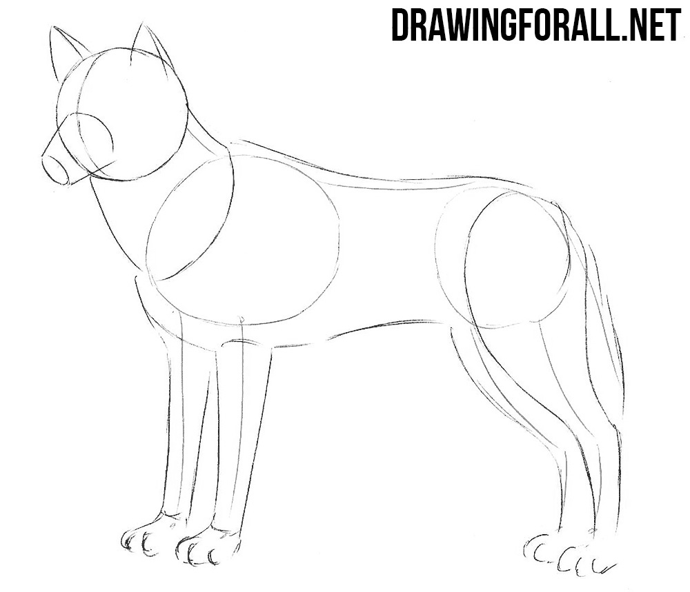 How To Draw A Wolf 469