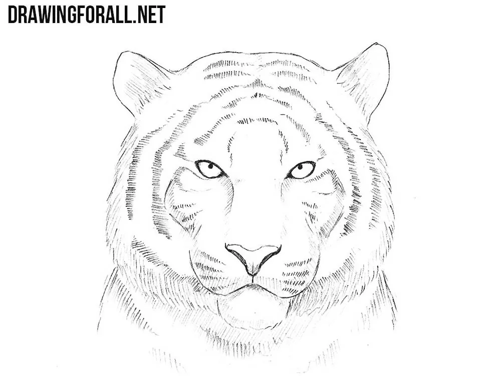 How to Draw a Tiger Head (Cartoon) - YouTube