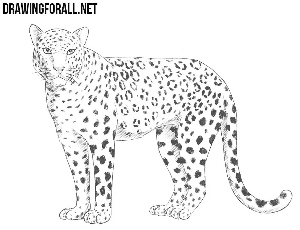 Drawing of the leopard free image download