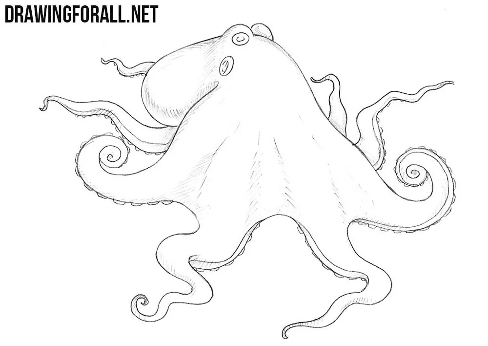 Easy To Draw Octopus