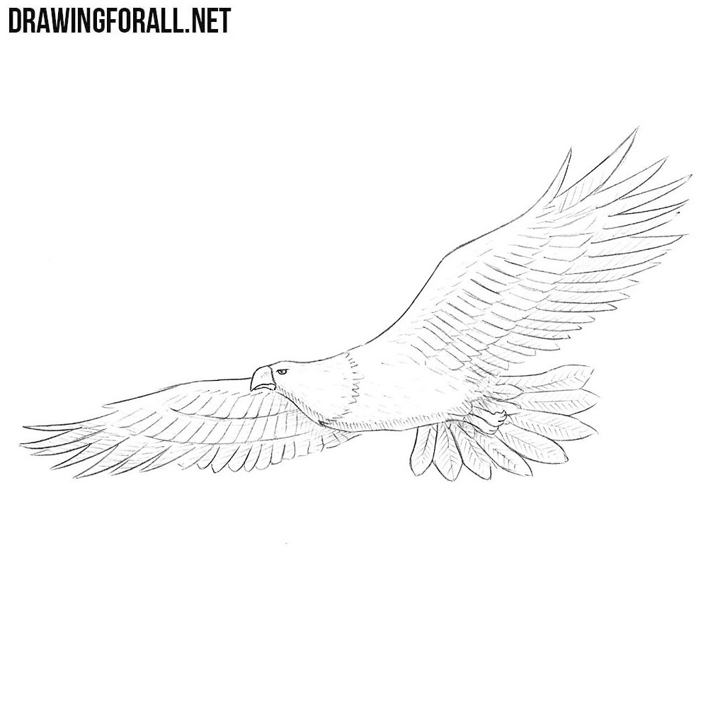 Eagle Drawing Images  Free Download on Freepik