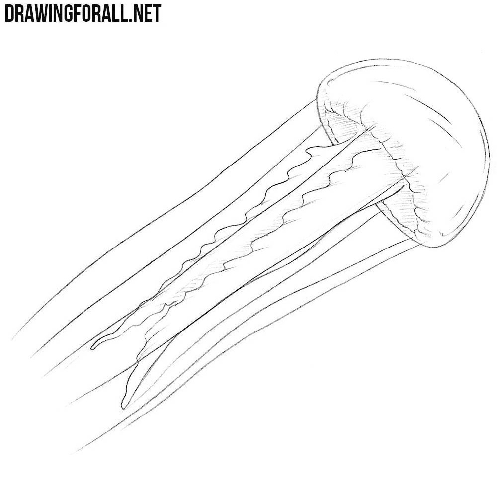 jellyfish realistic drawing