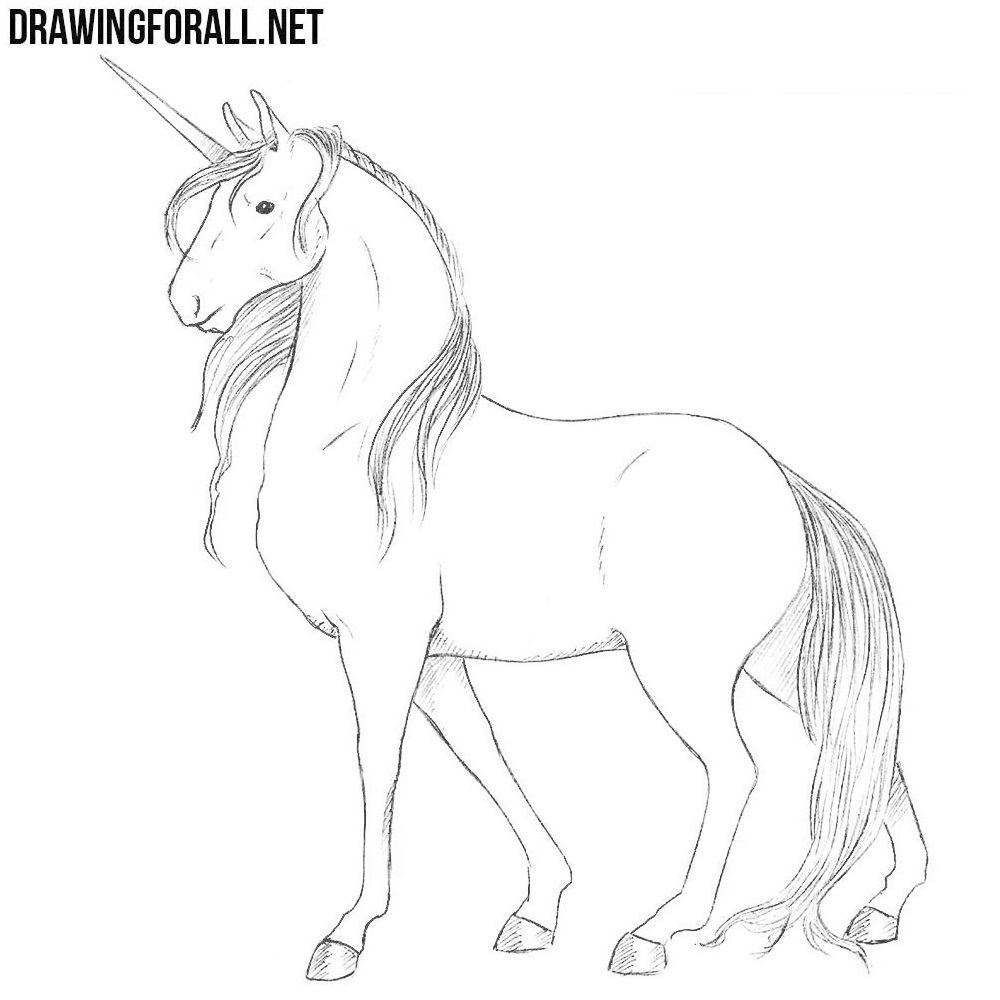 Unicorn horse sketch of magic animal with horn 13175018 Vector Art at  Vecteezy