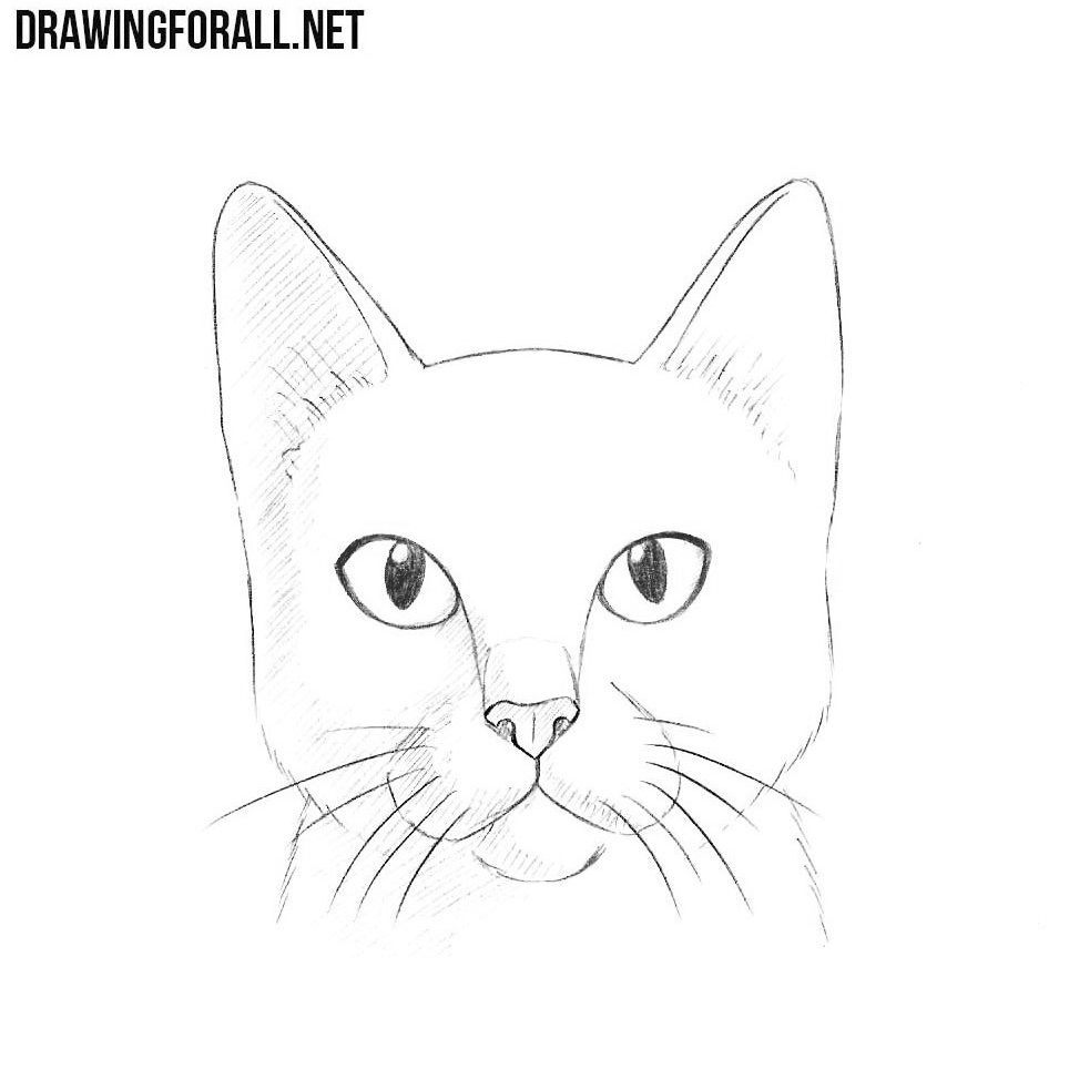 How to Draw a Cat Head | Drawingforall.net