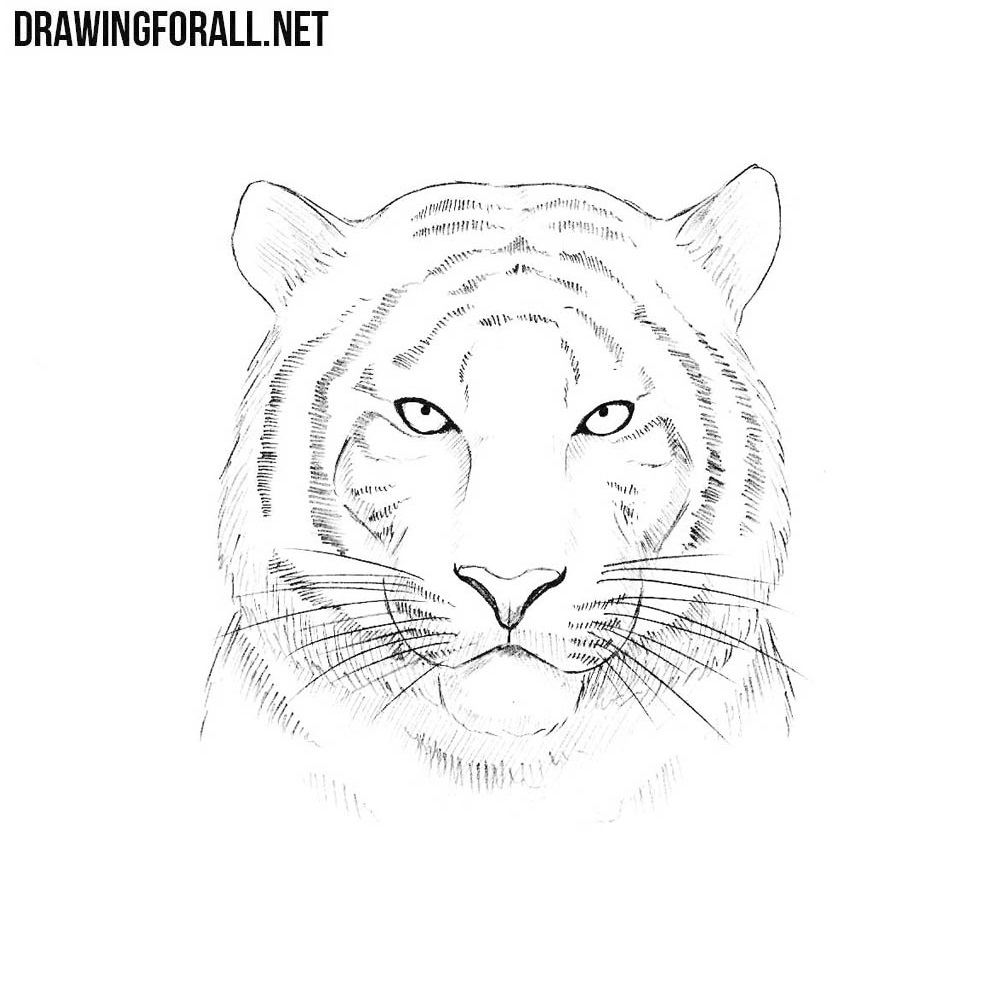 How to Draw a Tiger Face for Kids (Animal Faces for Kids) Step by Step |  DrawingTutorials101.com
