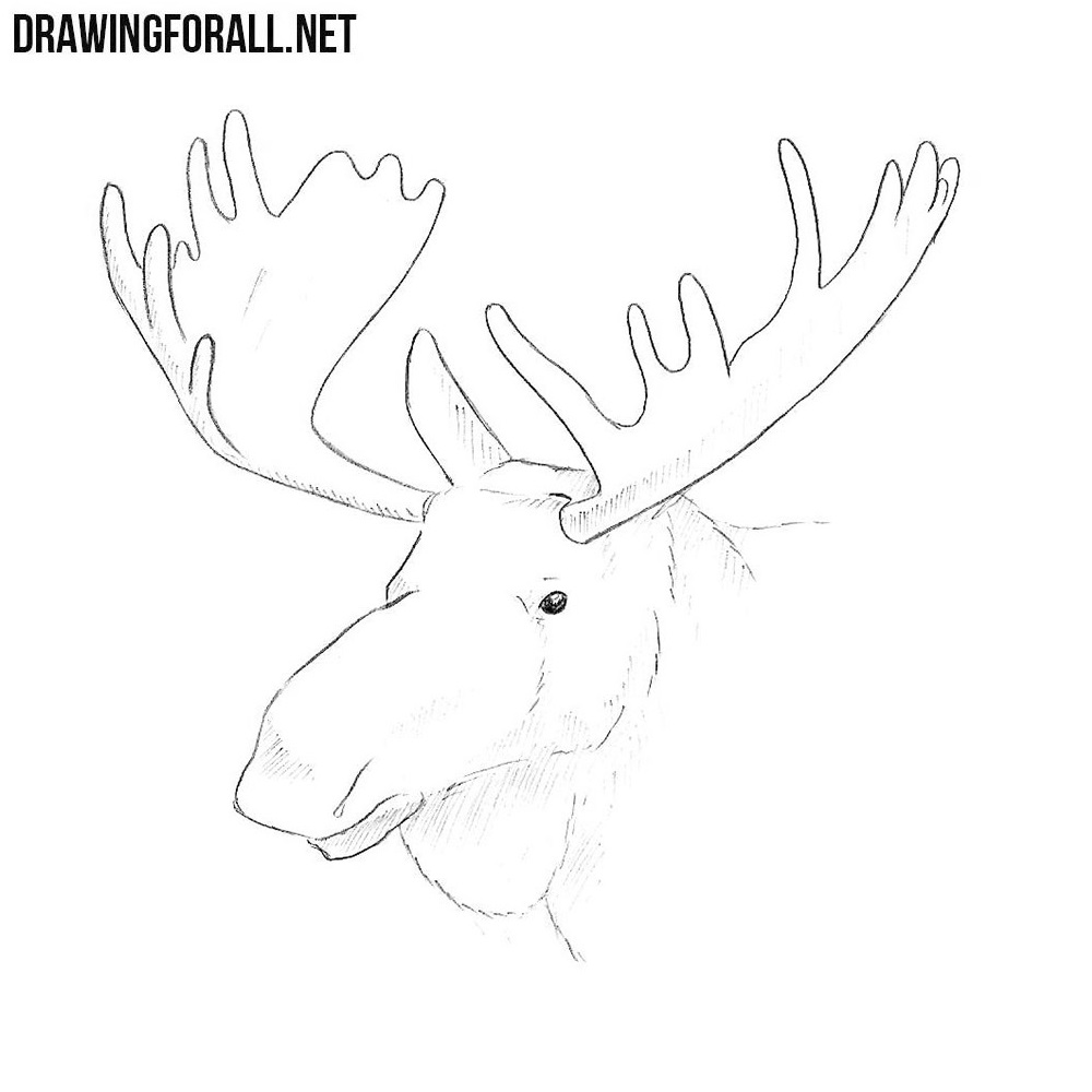 elk outline drawing