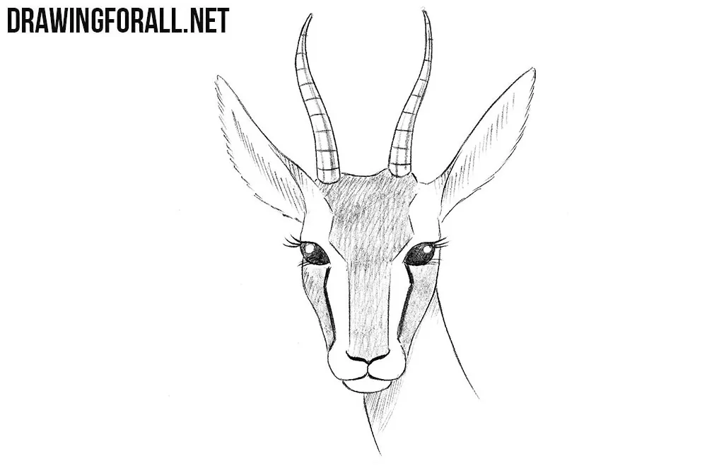 gazelle face
