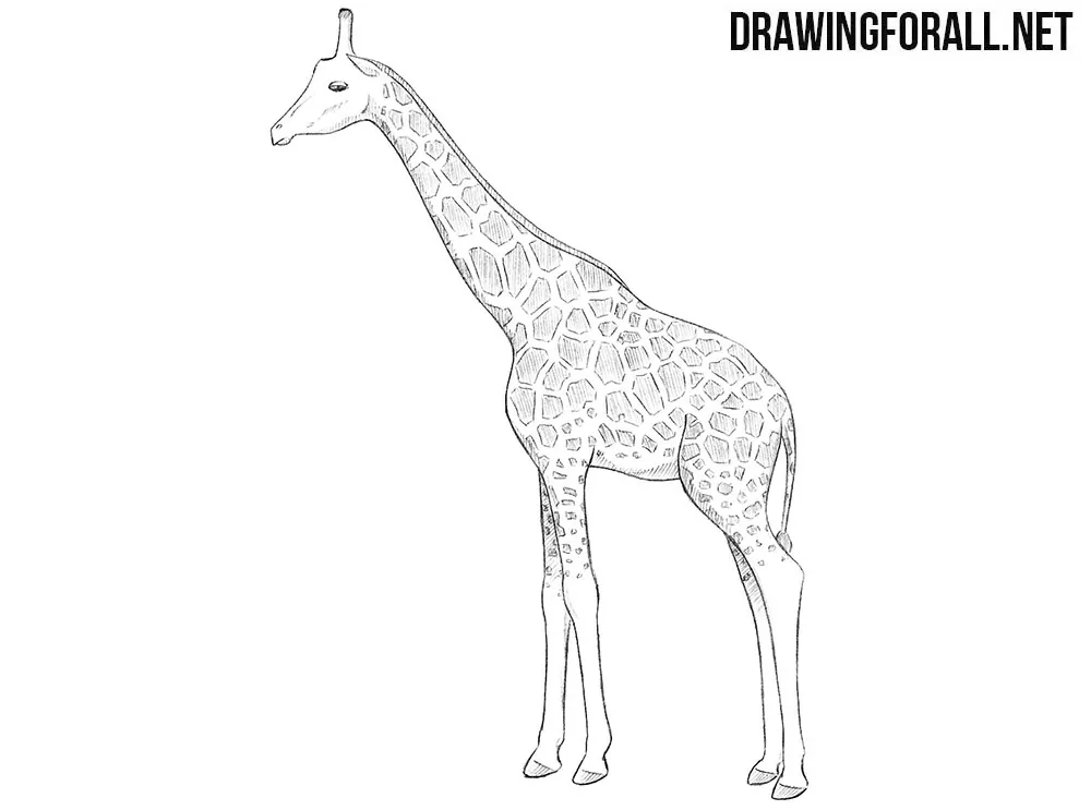 giraffe drawing sketch transparent vector  Stock Illustration  91536743  PIXTA