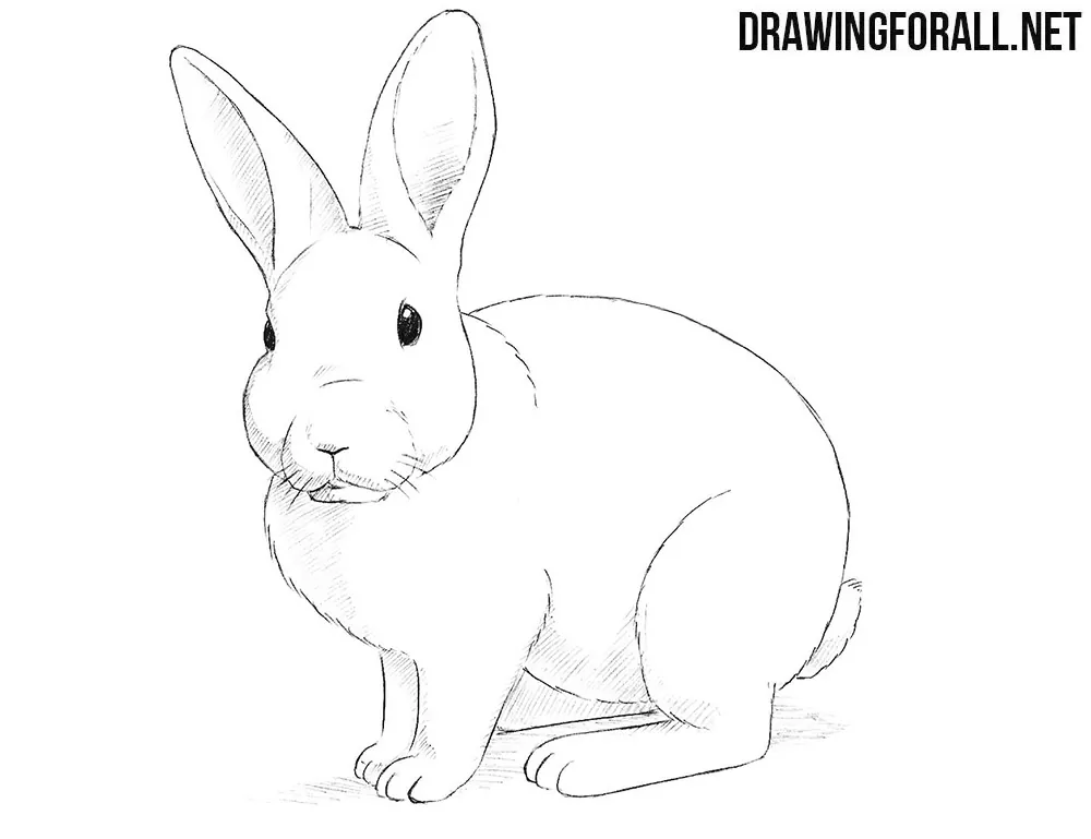 Realistic Sketch of a Rabbit for Coloring in · Creative Fabrica