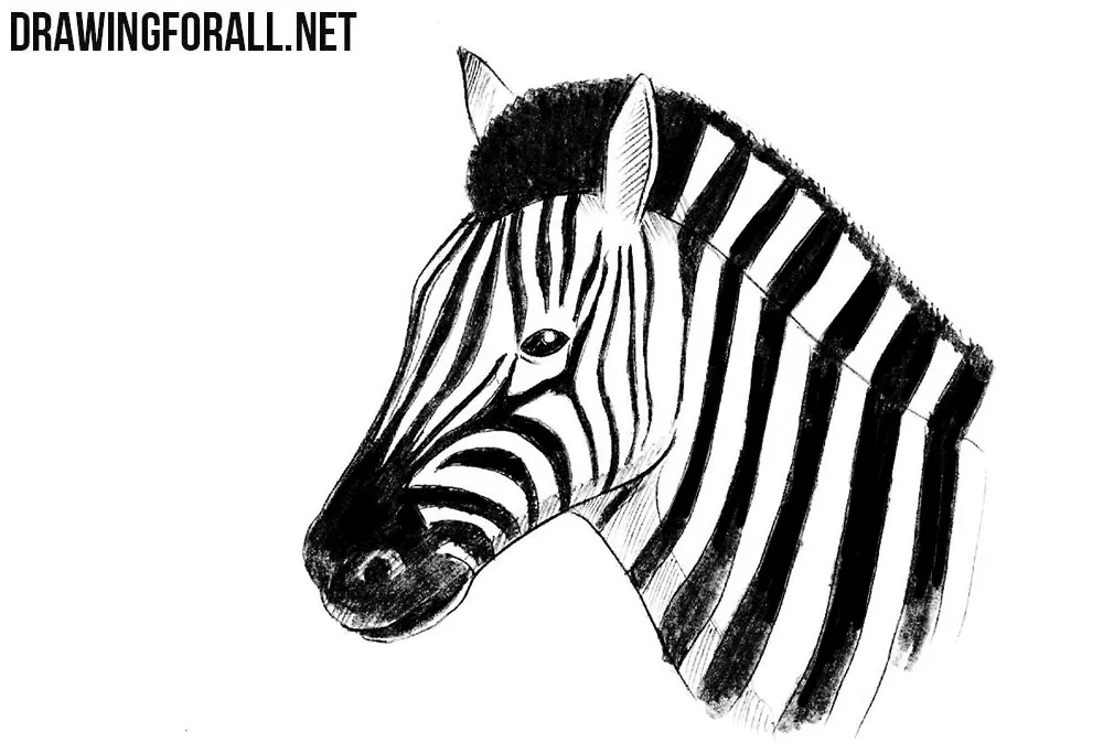 FileSimple Zebra Drawingjpg  Wikimedia Commons