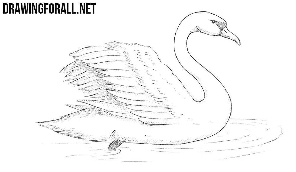 How To Draw A Swan From Paper Step By Step - vrogue.co
