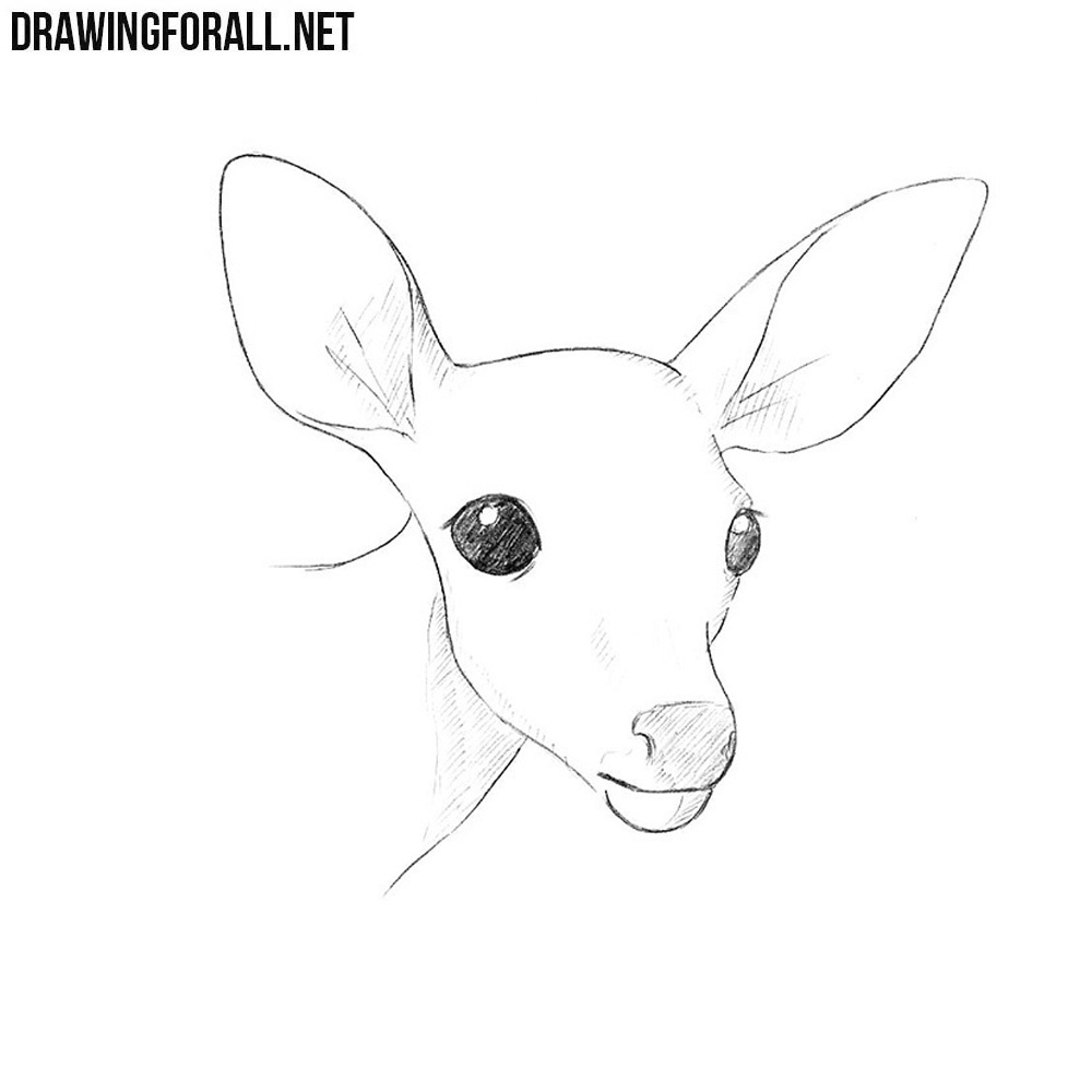 Deer Head Drawing Simple - Free Transparent PNG Clipart Images Download