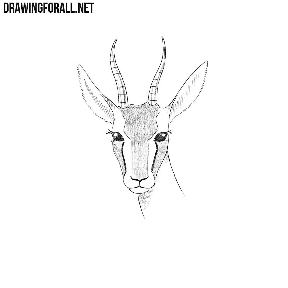 draw how to face simple Gazelle Drawingforall.net Head to a Draw How