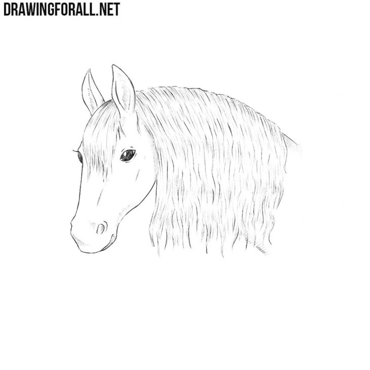 How to draw a horse head | Drawingforall.net